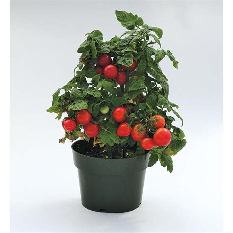 Shop 1-Gallon Sweet-N-Neat Cherry Tomato Plant (Lb21629) at Lowes.com