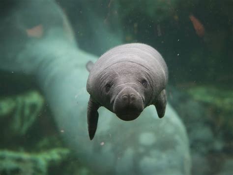 Meet the Manatee Calf at ZooParc de Beauval - ZooBorns