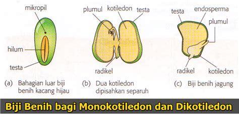 Struktur Biji Benih Dan Fungsinya / Definisi Bagian Bagian Dan Struktur ...