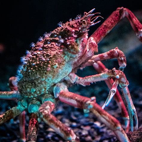 Japanese Spider Crab - Georgia Aquarium