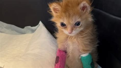 Disabled orange kitten, Tater Tot, with VERY angry face becomes new ...