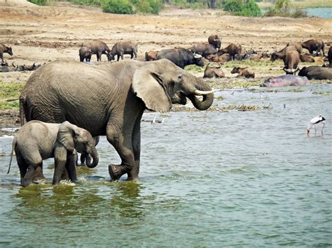 10 Day Western Uganda Wildlife Safari by Bamboo Ecotours with 3 Tour ...