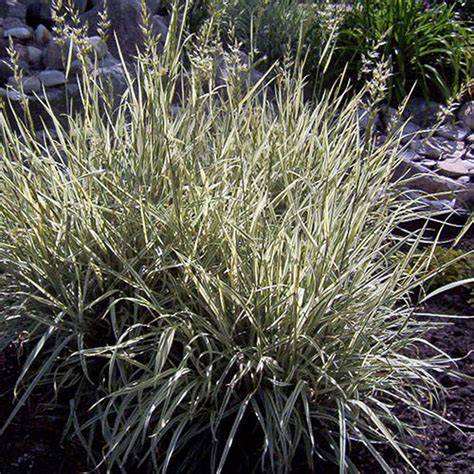 Bulbous Oat Grass | Vanstone Nurseries