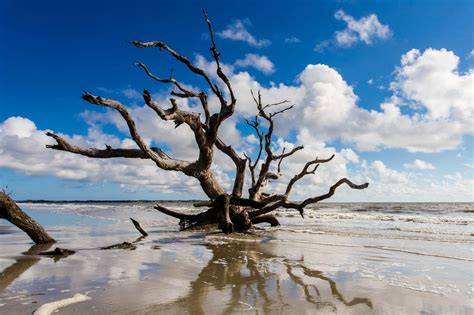 Driftwood Beach, Jekyll Island, Georgia | PHOTO AMERICA