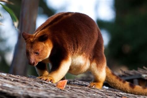 Tree kangaroo - Alchetron, The Free Social Encyclopedia