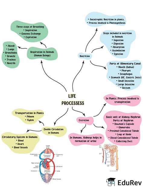 Mindmap: Life Processes Class 10 Notes | EduRev