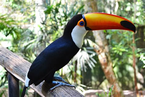 How to see the toucan in Rio de Janeiro