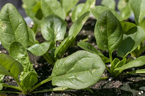 Spotting Leaf Miner Damage & How To Get Rid Of This Hungry Pest