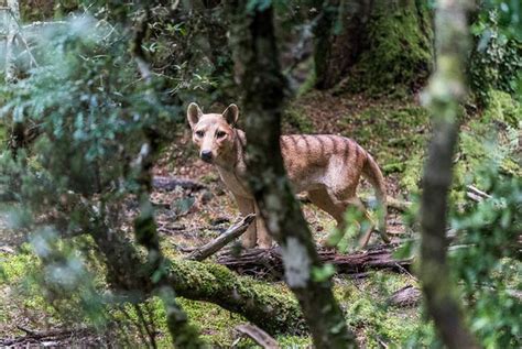 Ghost of the Tasmanian tiger: scientists investigate sightings - Nexus ...