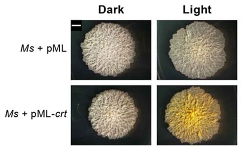 Pathogens | Free Full-Text | Genetic Underpinnings of Carotenogenesis ...