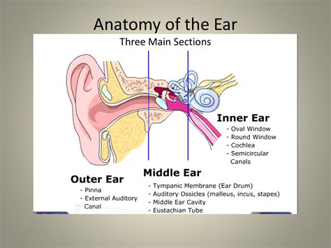 Parts Of The Ear Diagram And Functions Ear Structure Human F