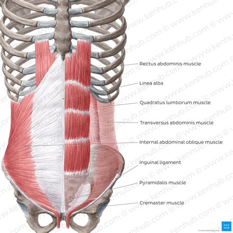 The Anterolateral Abdominal Wall Muscles TeachMeAnatomy, 43% OFF