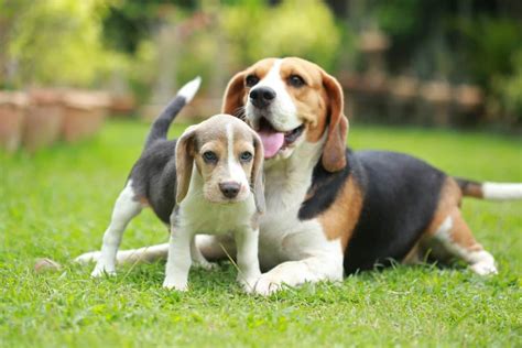 Beagle Mix Characteristics to Be Aware of If Considering This Type of ...