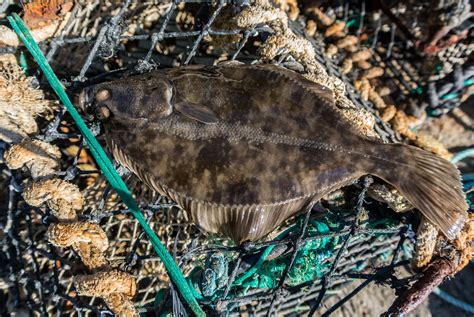 Flatfish Identification A Simplified Guide to Common Flatfish | Planet ...