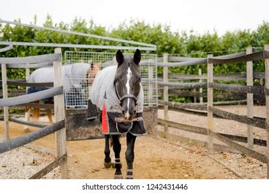 650 Horse walker Images, Stock Photos & Vectors | Shutterstock