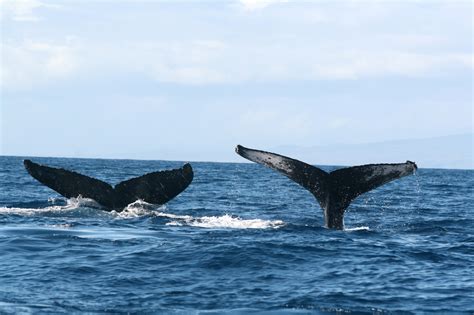 Humpback Whale Breeding