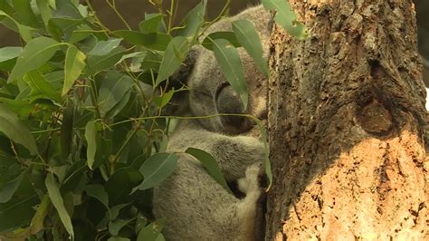 PORT MACQUARIE KOALA HOSPITAL WILL RE-OPEN ITS DOORS ON JULY 1 – NBN News