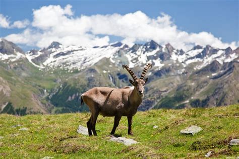 21 Wild Animals in Italy - christineabroad.com