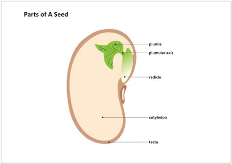 Parts of A Seed Diagram | EdrawMax Template