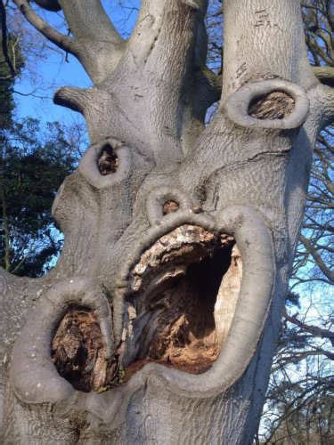 Creepy Trees | Scary Pictures | Scary For Kids