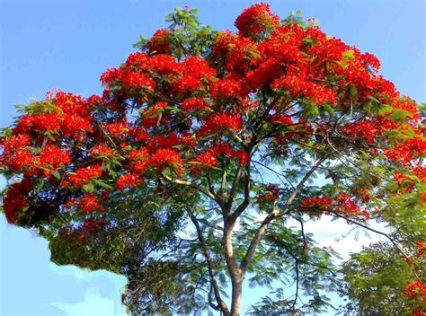 Stunning Shade Trees: Royal Poinciana - Box