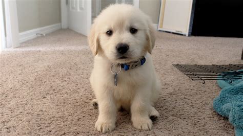 I GOT A PUPPY! - Cooper the 8 week old Golden Retriever - YouTube