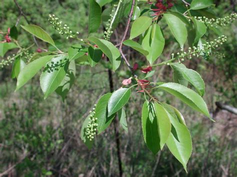 If You Own Cattle, Watch Out for Those Wild Cherry Trees in Your ...