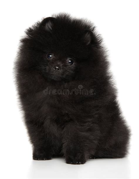 Cute Black Pomeranian Puppy on a White Background Stock Photo - Image ...