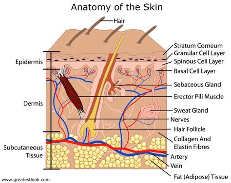 Anatomy of the skin | The strength and flexibility of your skin