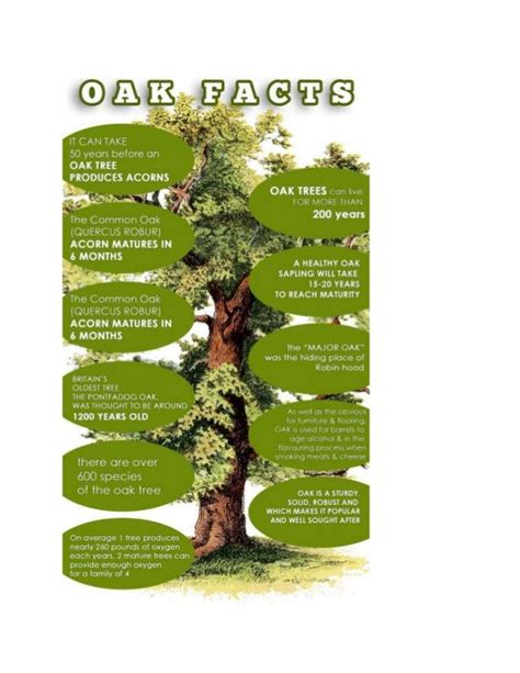 Facts About The Majestic Oak Tree