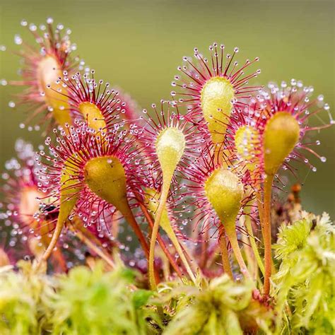 Sundew Plant