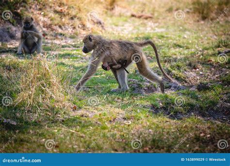 Monkey and Her Baby Walking in the Middle of the Jungle Stock Image ...