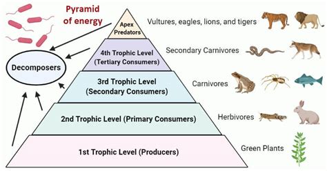 Pyramid of energy- Definition, Levels, Importance, Examples