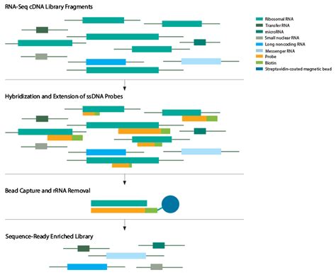 The Basic Workflow of RNA-seq - Lumi's Blog