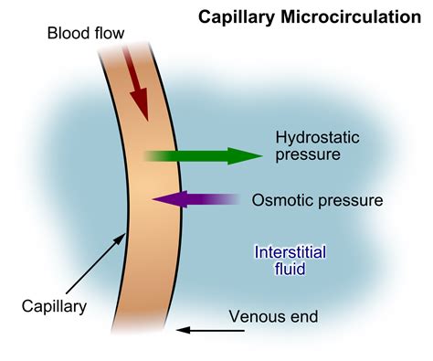 Osmotic Pressure Hydrostatic Pressure