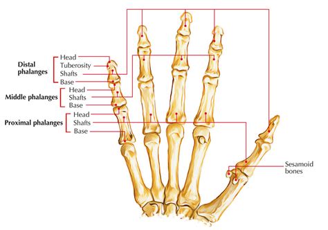 Metacarpal Anatomy - Anatomy Reading Source