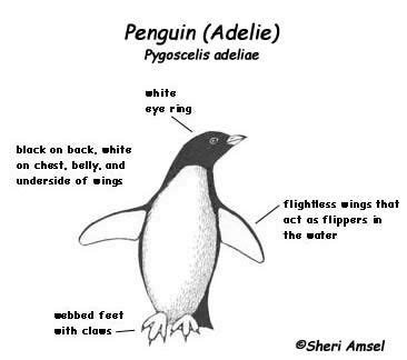 Penguin Adaptations Related Keywords & Suggestions - Penguin ...