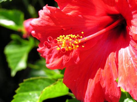 File:Red flower open.jpg - Wikipedia