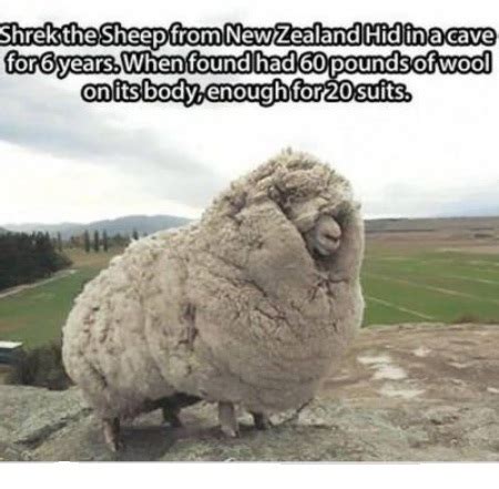 Funny Sheep Quotes. QuotesGram