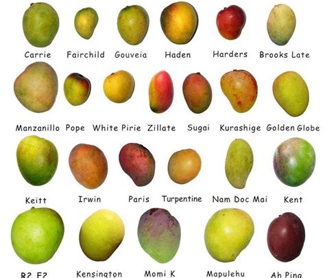 Mango Varieties Types Of Mangoes National Mango Board, 52% OFF