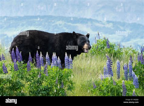 North America; United States; Alaska; Kenai Peninsula; Wildlife ...