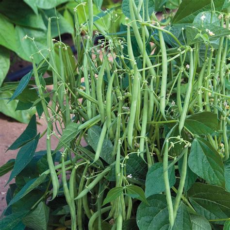 Best Green Beans to Grow in Containers | Brown Thumb Mama®