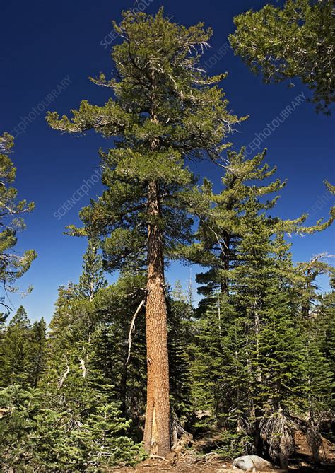 Western white pine (Pinus monticola) - Stock Image - B500/0450 ...