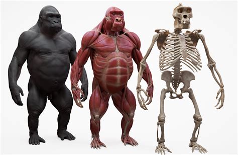 Gorilla Écorché 3d model | Gorilla, Skeleton anatomy, Zbrush models