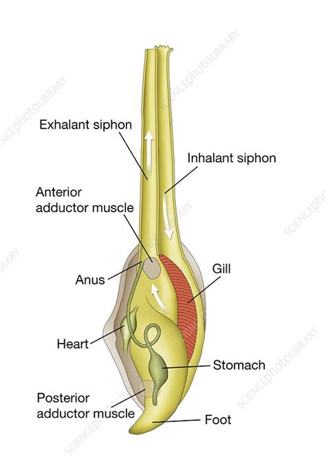 Clam Anatomy Diagram - Anatomical Charts & Posters