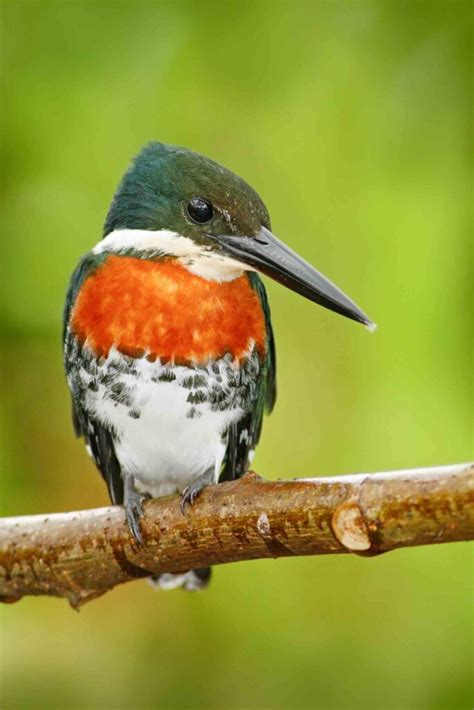 17 Fascinating Amazon Rainforest Birds • I Heart Brazil