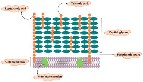 Gram Positive Bacteria Structure