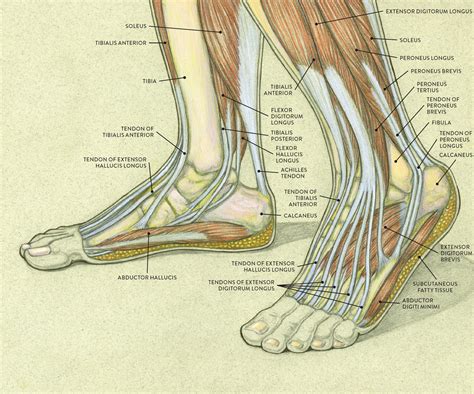 Anatomy Of The Foot Diagram