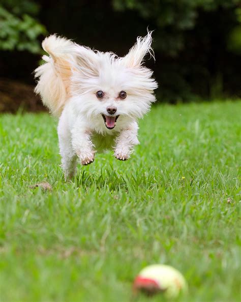 Maltipoo - Your Guide To The Adorable Maltese Poodle Mix