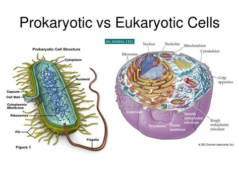 Prokaryotic vs Eukaryotic Cells | Microbiology | Pinterest